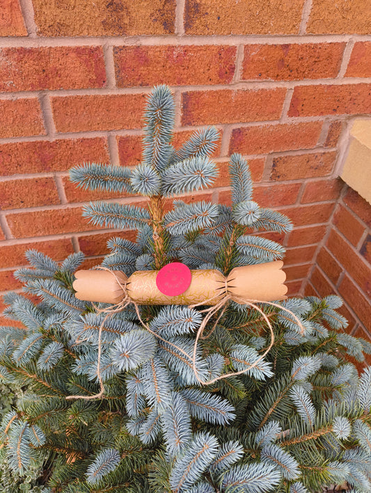 Eco-friendly Christmas crackers with gold holly design decorated on a festive tree.
