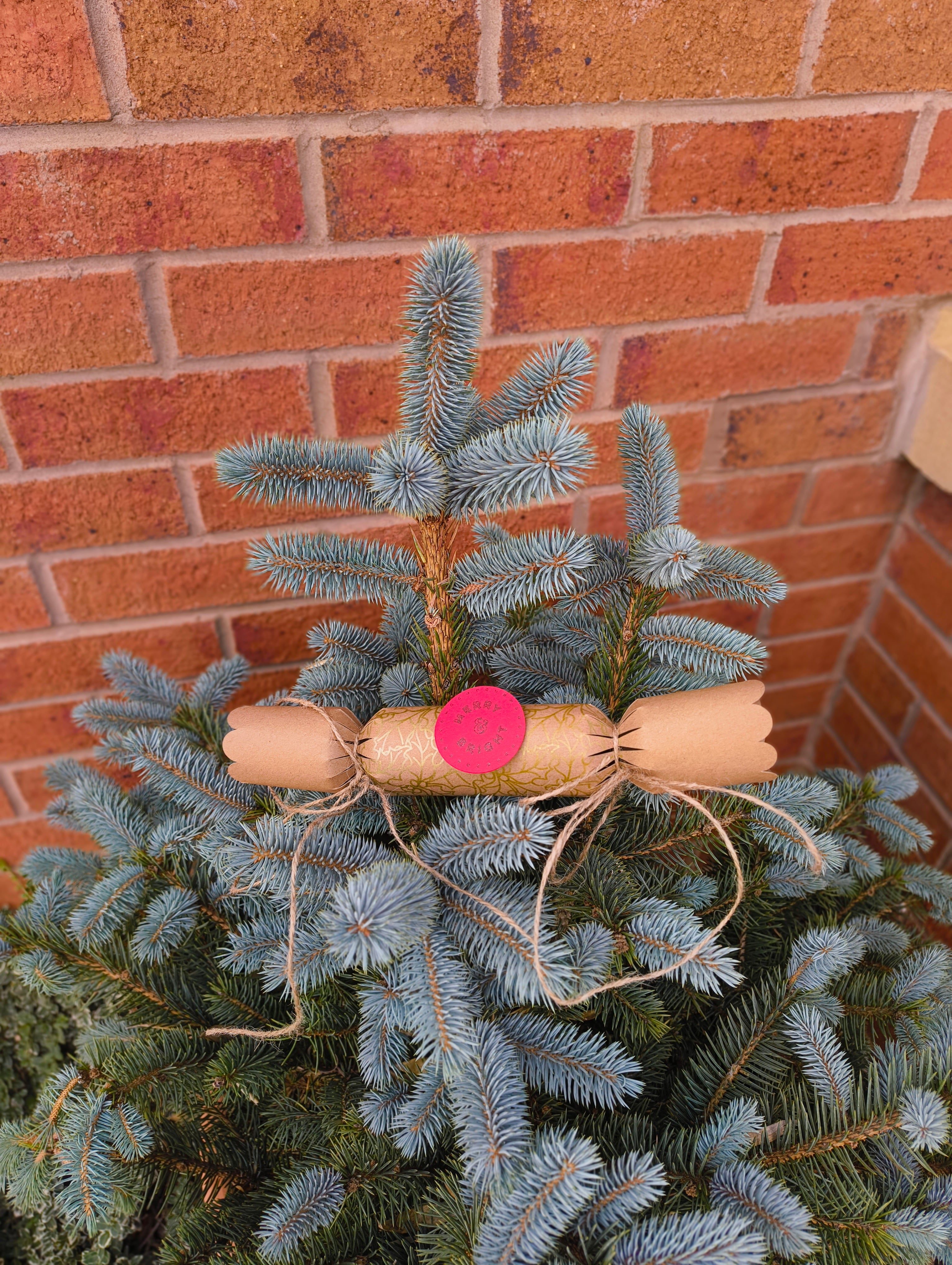Eco-friendly Christmas crackers with gold holly design on a Christmas tree.
