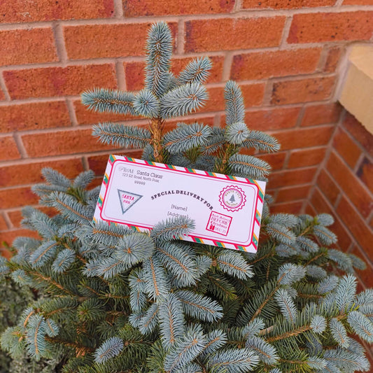 Personalised Santa delivery envelope placed on a Christmas tree branch, showcasing festive designs and magical holiday spirit.