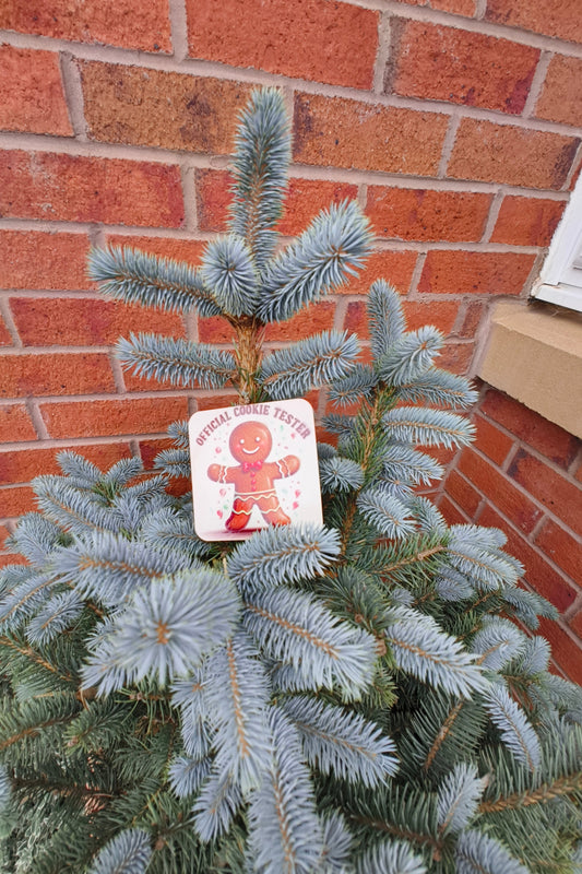 Festive coaster with gingerbread man and “Official Cookie Tester” text displayed on a potted outdoor spruce tree.