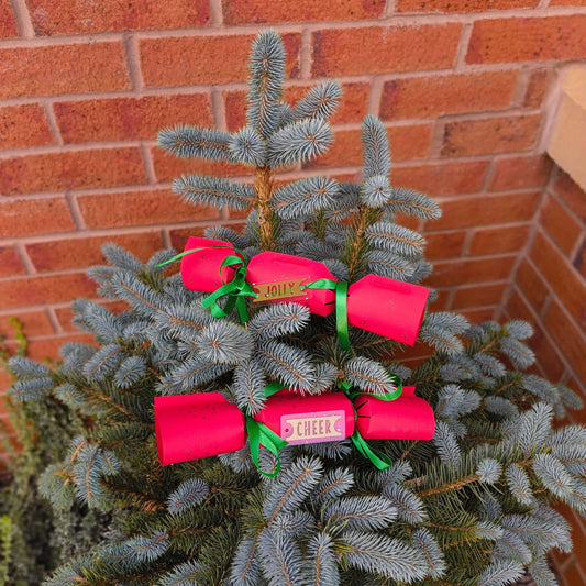 Festive red crackers with green ribbon and gold Jolly and Cheer labels, resting on a potted blue spruce in front of a brick wall.