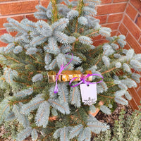 Personalised chocolate cracker gift placed on a festive evergreen plant.