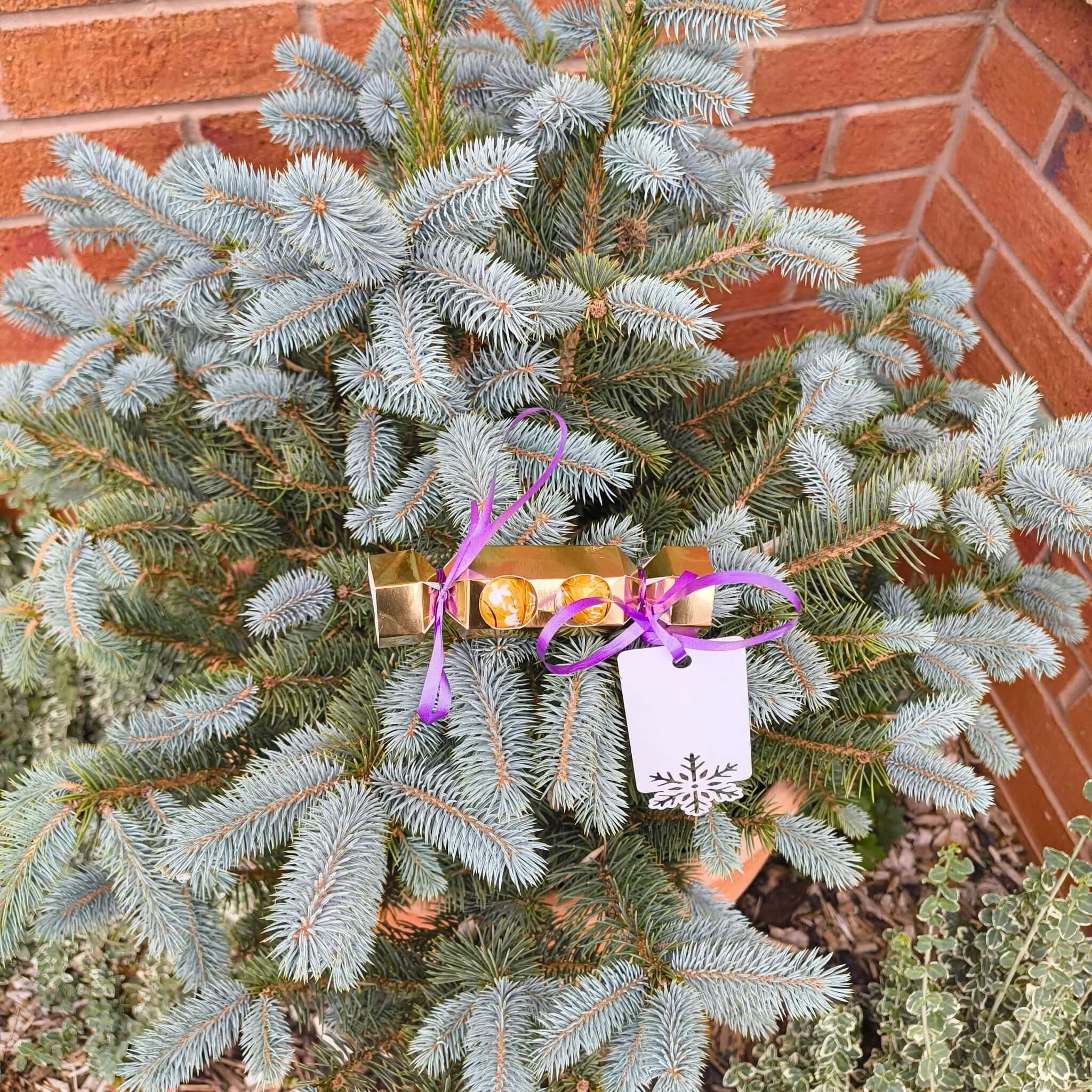 Personalised chocolate cracker gift placed on a festive evergreen plant.