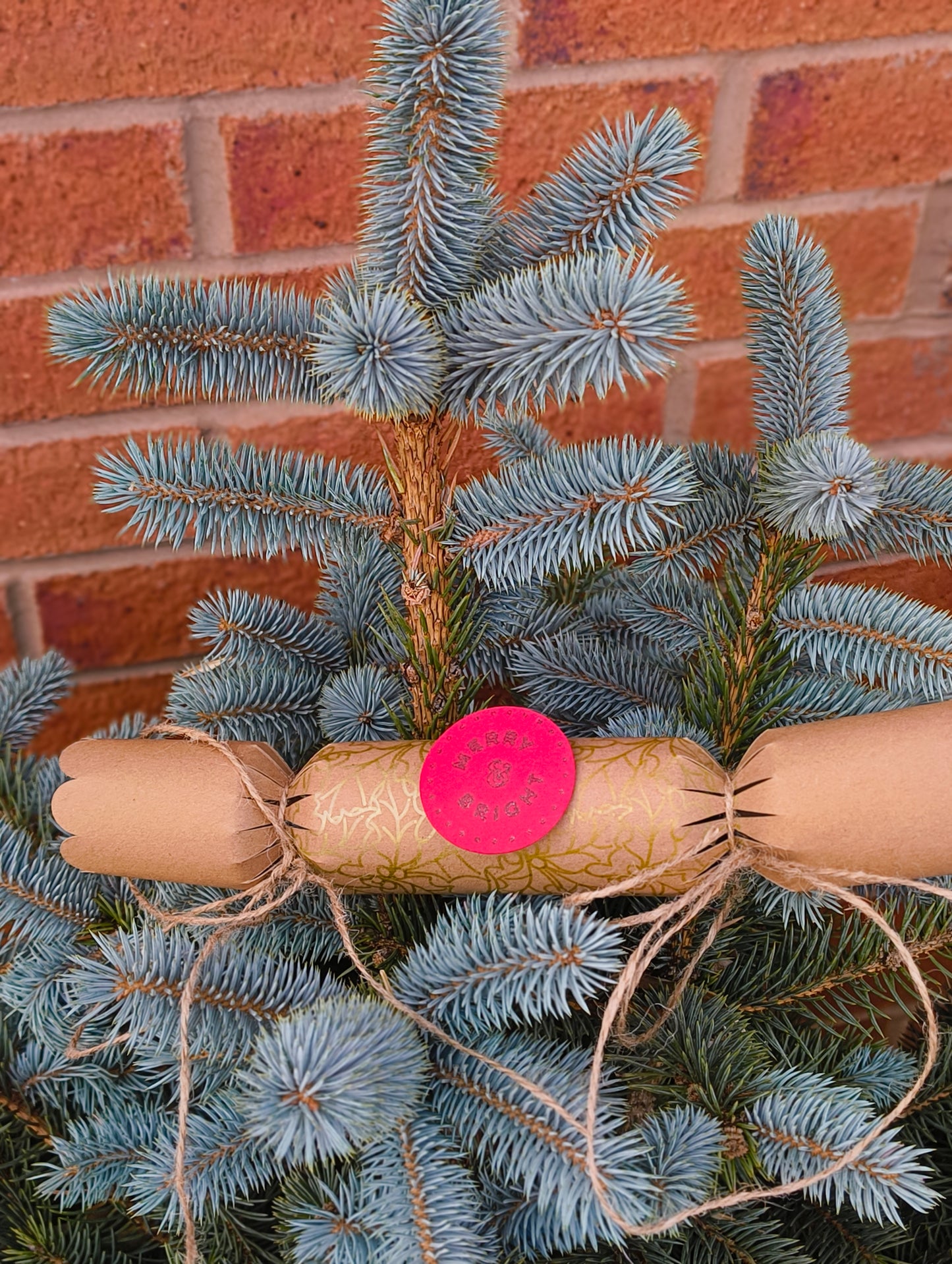 Eco-friendly Christmas crackers with gold holly design on a Christmas tree branch.