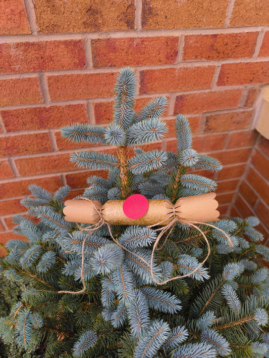 Eco-friendly Christmas crackers with gold holly design on a Christmas tree.