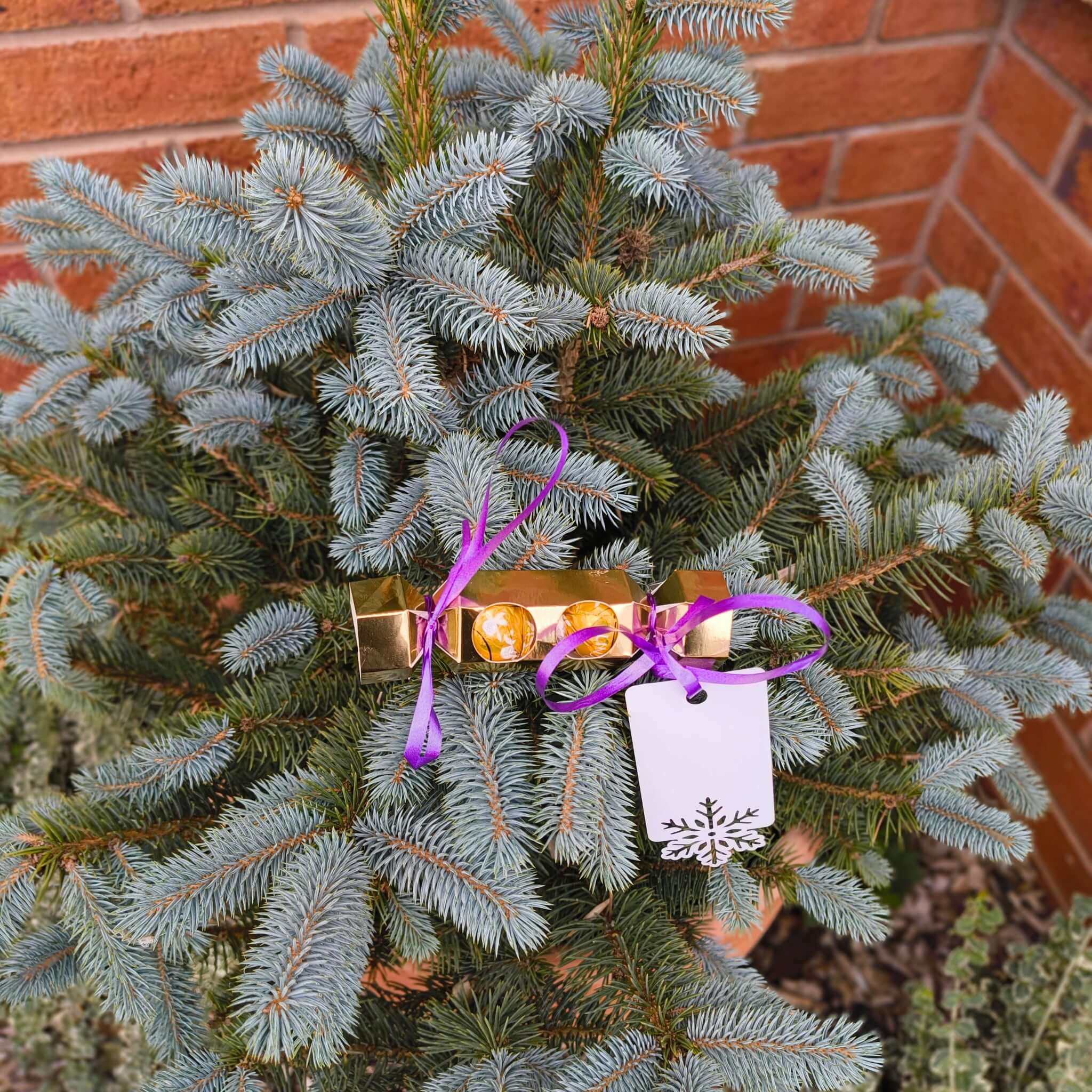 Personalised chocolate cracker gift decorated with ribbons on a festive pine tree.