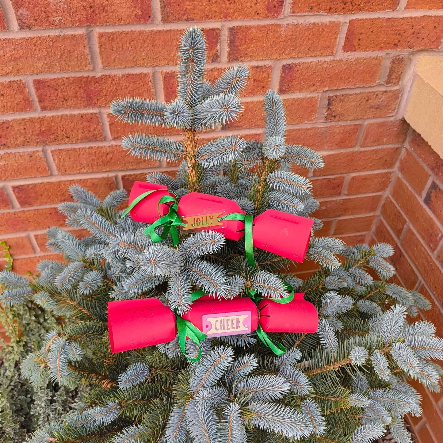 Pair of red handmade Christmas crackers with gold Jolly and Cheer tags, placed on an outdoor spruce tree against a brick wall.
